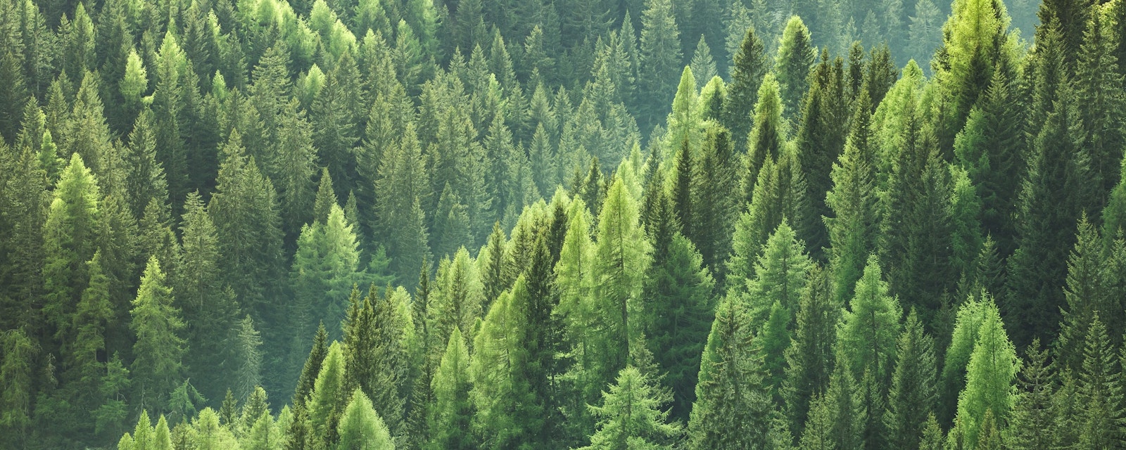 Healthy,Green,Trees,In,A,Forest,Of,Old,Spruce,,Fir