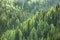 Healthy,Green,Trees,In,A,Forest,Of,Old,Spruce,,Fir