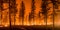 Wildfire,Burns,Ground,In,Forest