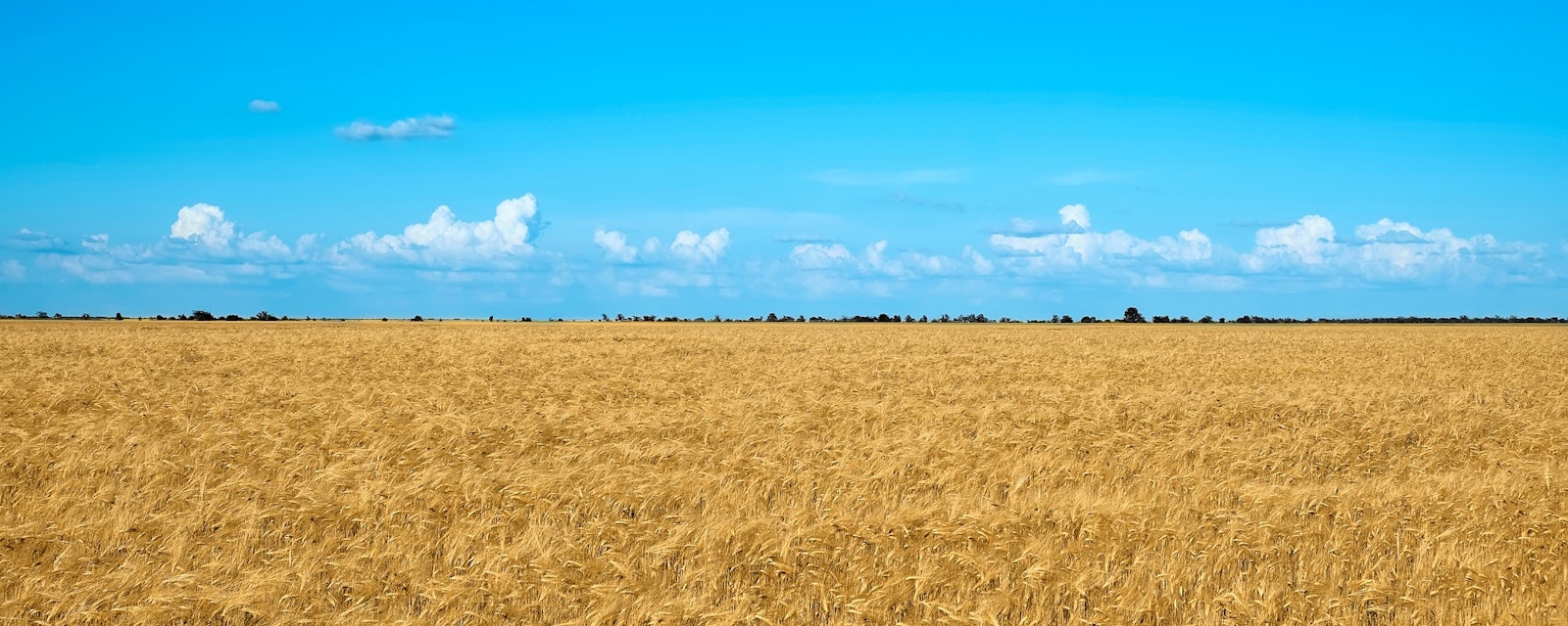 Summer,Landscape.,Yellow,Wheat,On,A,Background,Of,Blue,Sky