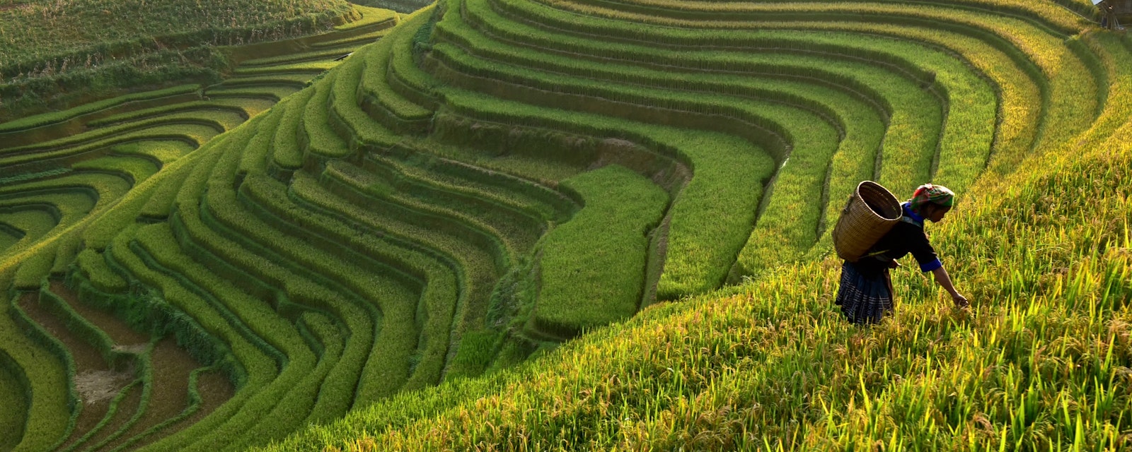 Morning,Light,Of,Rice,Field,On,Terrace,In,Vietnam,Landscape.