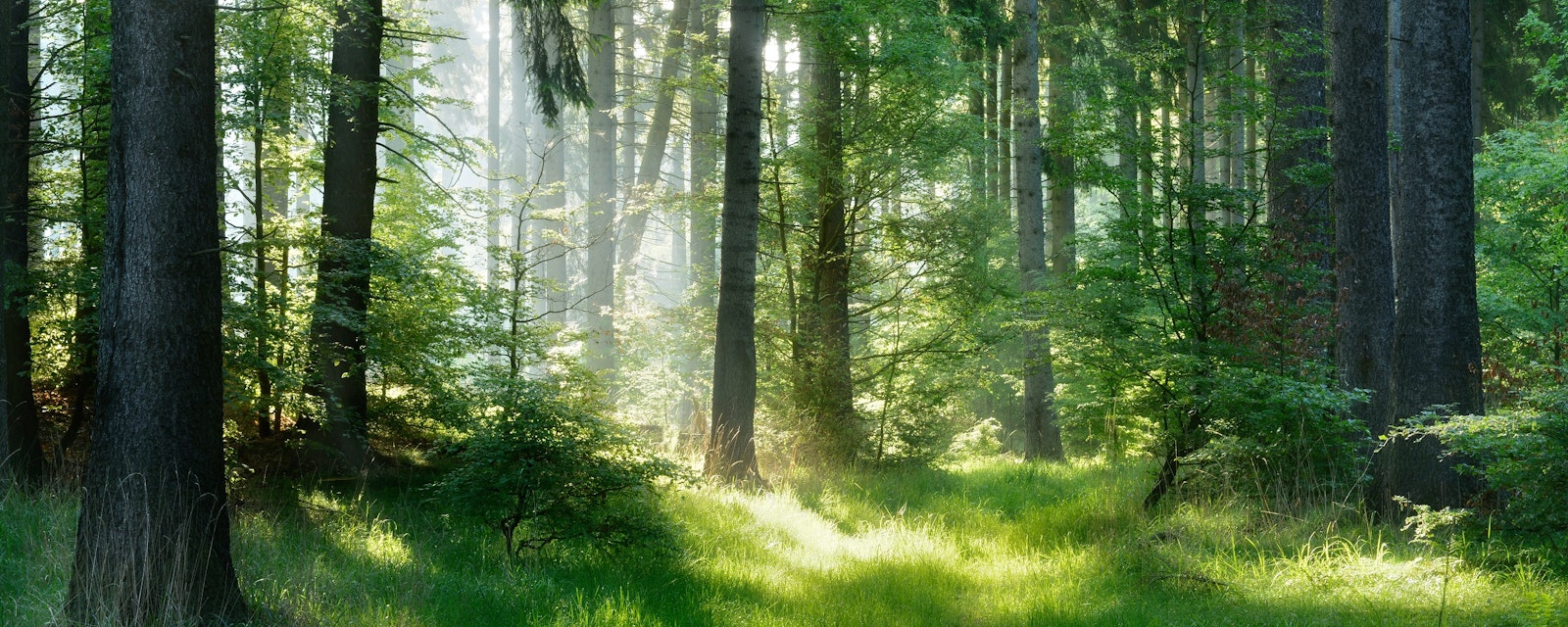 Natural,Forest,Of,Spruce,Trees,,Sunbeams,Through,Fog,Create,Mystic