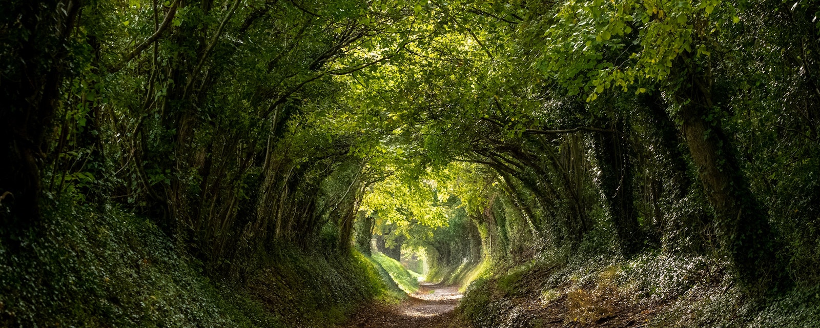 Light,At,The,End,Of,The,Tunnel.,Halnaker,Tree,Tunnel