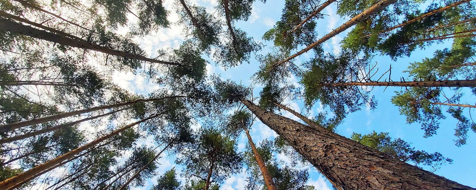 Tree,Tops,Against,Blue,Sky.,Pine,Forest,Is,A,Natural