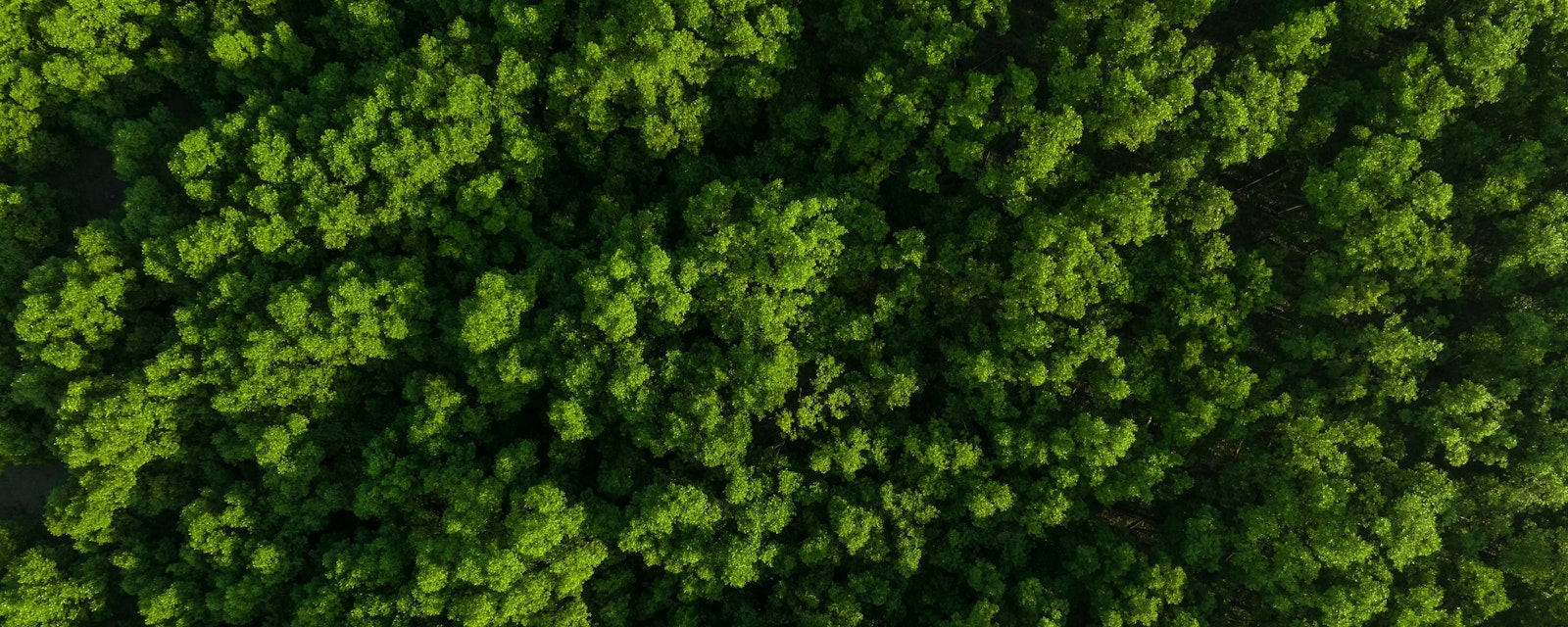Aerial,Top,View,Of,Mangrove,Forest.,Drone,View,Of,Dense