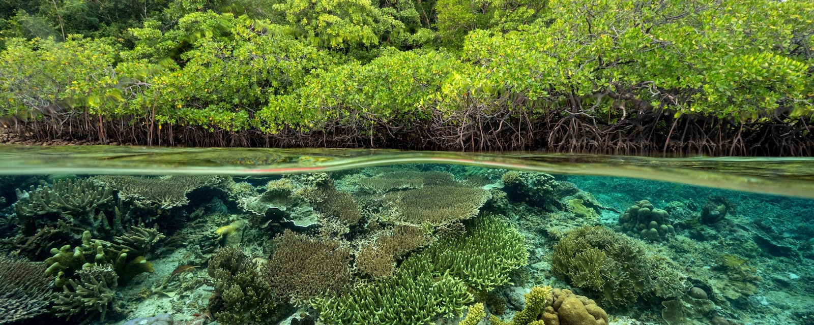 Mangrove,Forest,And,Coral,Reefs,In,Split,Shot,,Gam,Island