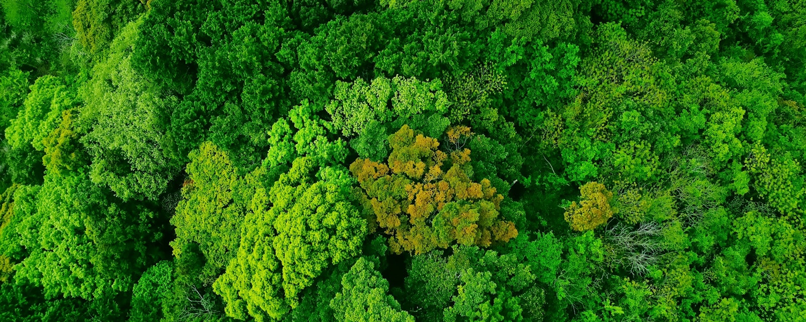 Green,Natural,Forest,Aerial,View.,Environment,Concept.